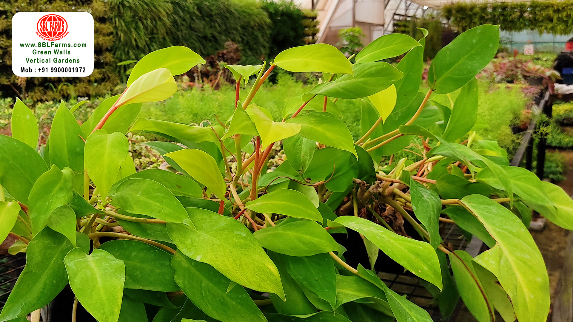 Sbl Farms Green walls and Living walls, Vertical Garden, Bio Curtains
